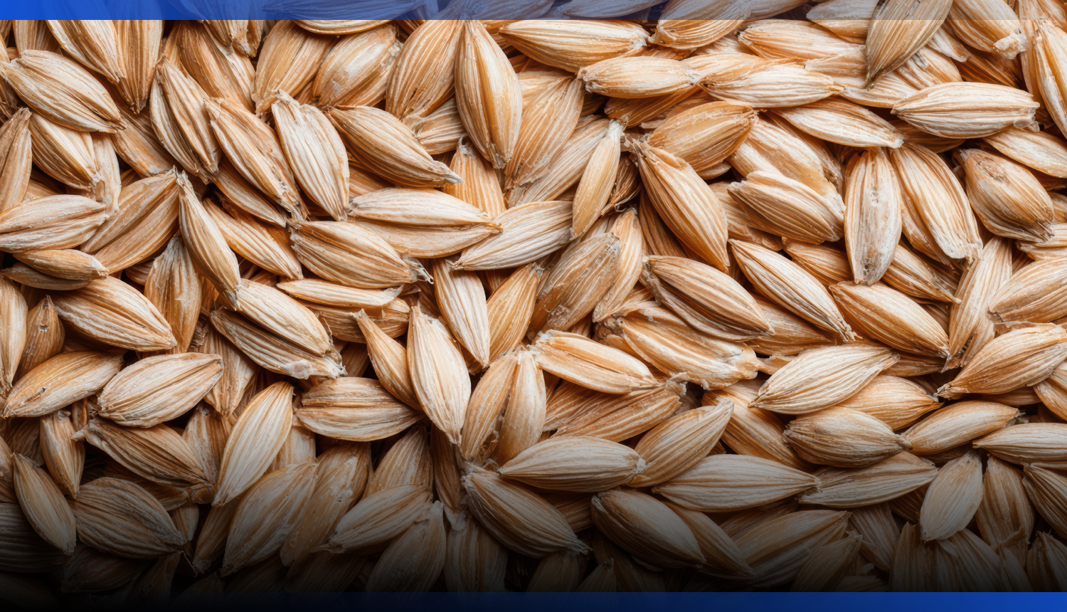 Image for В Казахстане планируют реализовать шесть крупных проектов по глубокой переработке зерна